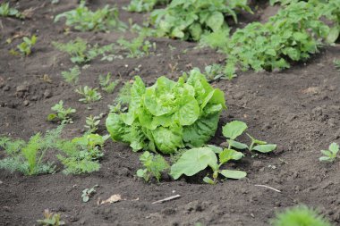 Bahçede marul yetişiyor.