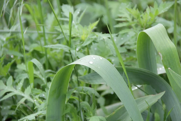 Gotas de orvalho em folhas verdes — Fotografia de Stock