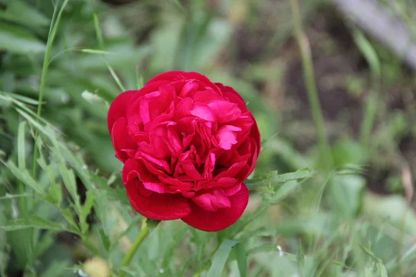 Peônia jardim vermelho — Fotografia de Stock
