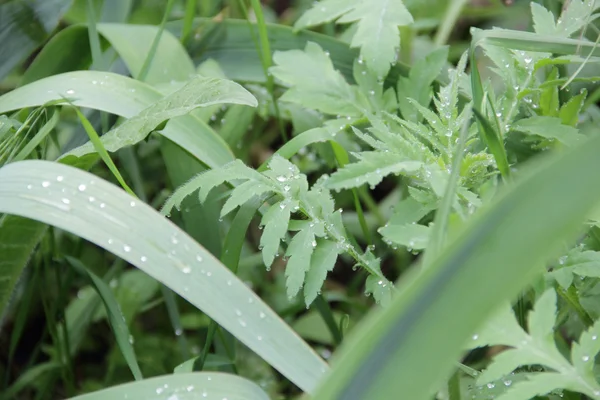 Gotas de orvalho em folhas verdes — Fotografia de Stock