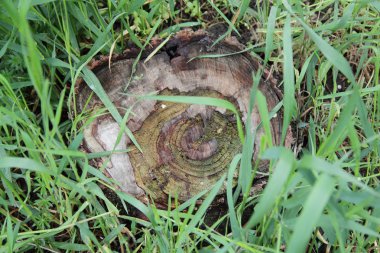 yeşil çim arasında kahverengi güdük