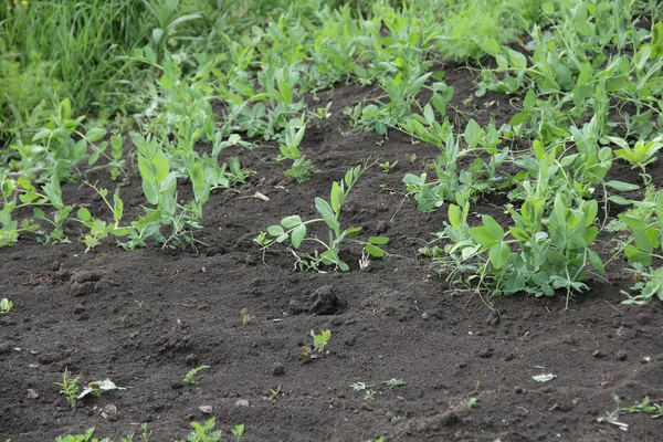 Trudging the Bush peas in the garden — Stock Photo, Image