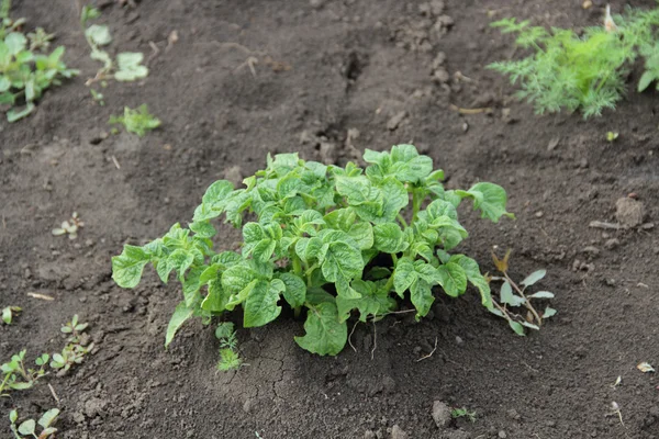 Cous batatas no jardim — Fotografia de Stock