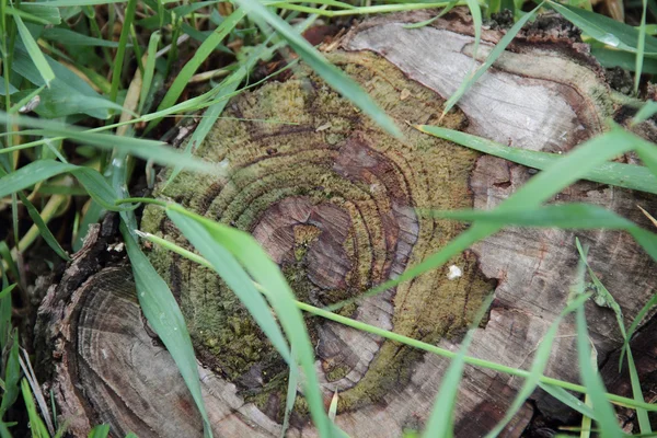 Tocón marrón sobre hierba verde — Foto de Stock