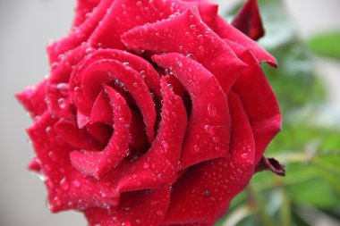 Yağmur damlaları gül yaprakları üzerinde