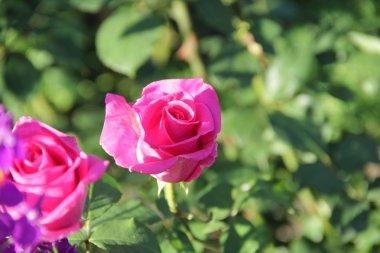 gül bahçesinde yeşil bir arka plan üzerinde 