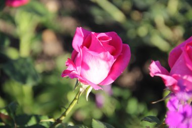 gül bahçesinde yeşil bir arka plan üzerinde 