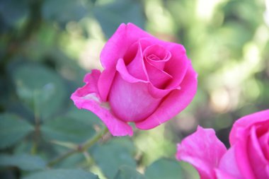 gül bahçesinde yeşil bir arka plan üzerinde 