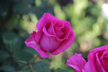 gül bahçesinde yeşil bir arka plan üzerinde 