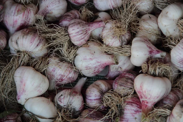 Garlic, dug the garlic — Stock Photo, Image