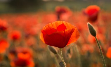 bir arka plan alanında haşhaş kırmızı gelincik