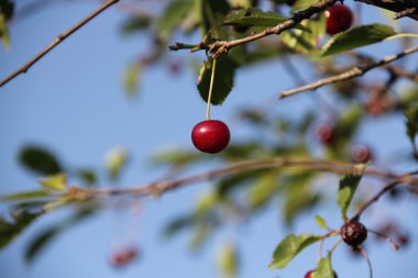 Olgun Kiraz dal gökyüzüne karşı