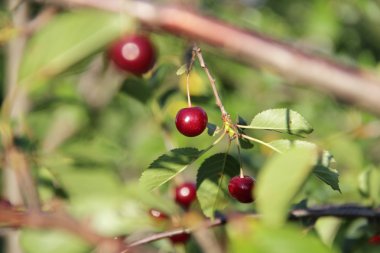 Olgun Kiraz dal gökyüzüne karşı