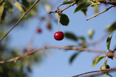 Olgun Kiraz dal gökyüzüne karşı
