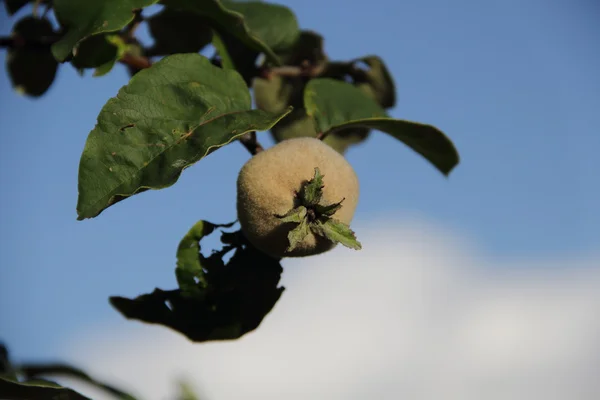 Frutas de membrillo en una rama contra el cielo — Foto de Stock