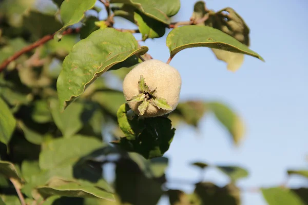 Frutas de membrillo en una rama contra el cielo — Foto de Stock