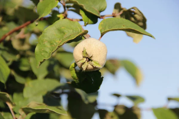 Frutas de membrillo en una rama contra el cielo — Foto de Stock