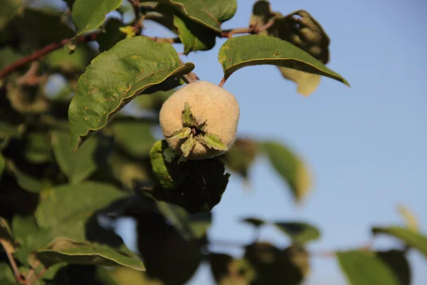 Frutas de membrillo en una rama contra el cielo — Foto de Stock