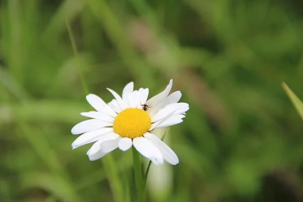 Daisy med vita kronblad på en bakgrund av grönt gräs — Stockfoto