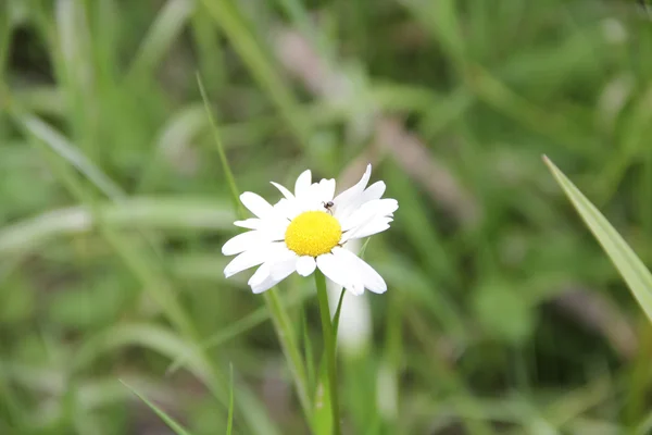 Bílá sedmikráska na pole na pozadí zelené trávy — Stock fotografie