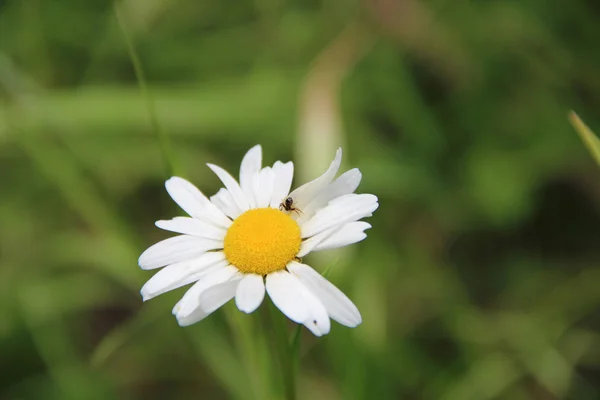 Daisy s bílými lístky na pozadí zelené trávy — Stock fotografie