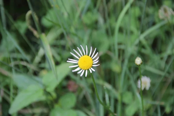 Gänseblümchen mit weißen Blütenblättern auf grünem Hintergrund — Stockfoto