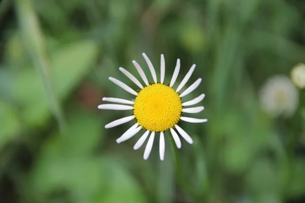 Daisy s bílými květy na zeleném pozadí — Stock fotografie