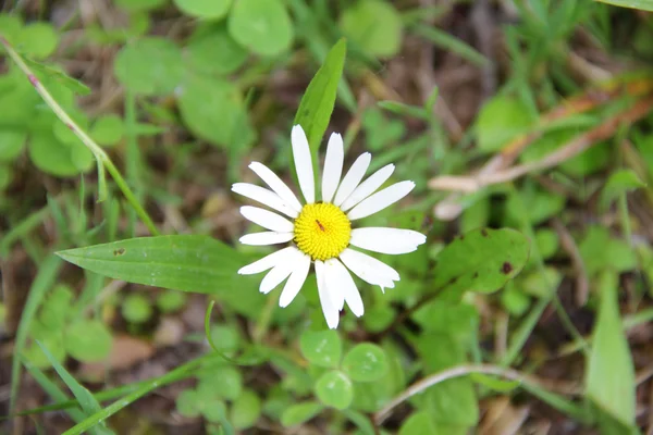 White Daisy on a field on a background of green grass — Stock Photo, Image