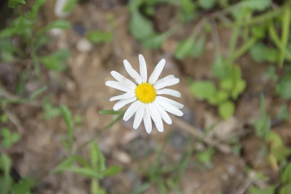 Daisy med vita kronblad på en bakgrund av grönt gräs — Stockfoto