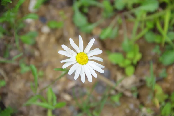 배경에 녹색 잔디의 필드에 화이트 데이지 — 스톡 사진