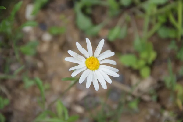 Marguerite aux pétales blancs sur fond d'herbe verte — Photo