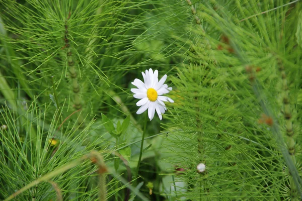 Daisy s bílými lístky na pozadí zelené trávy — Stock fotografie