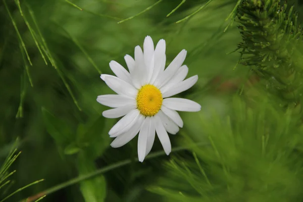 Daisy med vita kronblad på en bakgrund av grönt gräs — Stockfoto