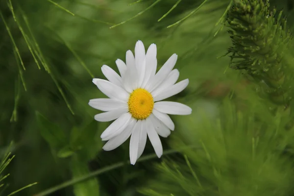 Daisy med vita kronblad på en bakgrund av grönt gräs — Stockfoto