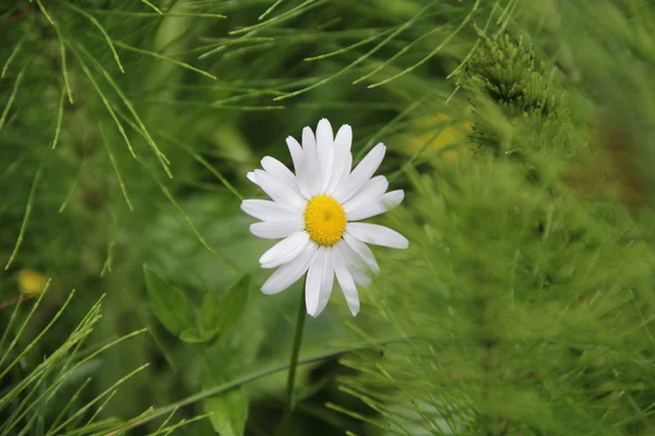 Daisy med vita kronblad på en bakgrund av grönt gräs — Stockfoto