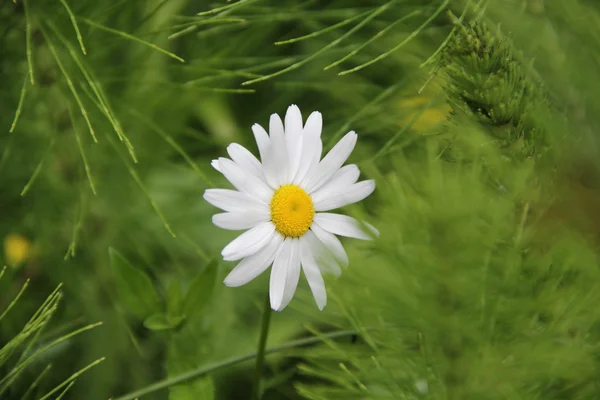 Vita Daisy på ett fält på en bakgrund av grönt gräs — Stockfoto