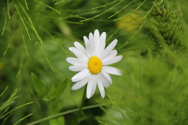 Gänseblümchen mit weißen Blütenblättern auf grünem Gras — Stockfoto