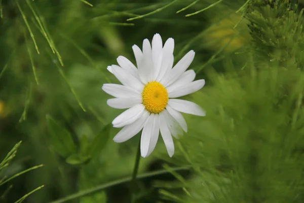 Daisy s bílými lístky na pozadí zelené trávy — Stock fotografie