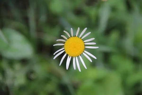 Daisy med vita kronblad på grön bakgrund — Stockfoto