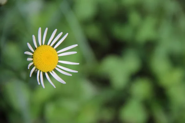 Daisy med vita kronblad på grön bakgrund — Stockfoto