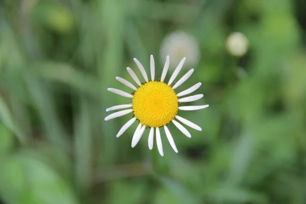 Daisy med vita kronblad på grön bakgrund — Stockfoto