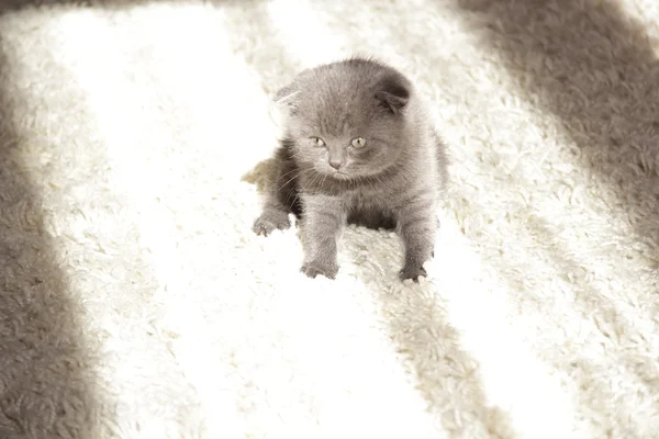 Cinza lop-eared gatinho terno britânico — Fotografia de Stock