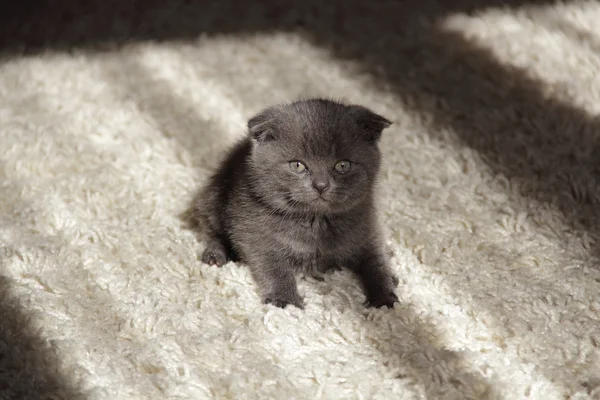 Grauer Schlappohren-Kitten-Anzug — Stockfoto