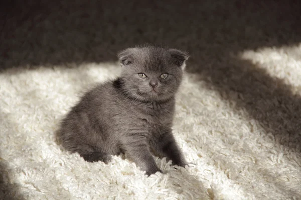 Gris chaton à oreilles nouées costume britannique — Photo