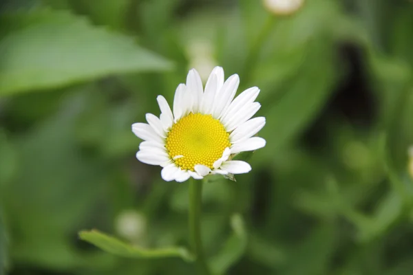 Vita Daisy på ett fält på en bakgrund av grönt gräs — Stockfoto