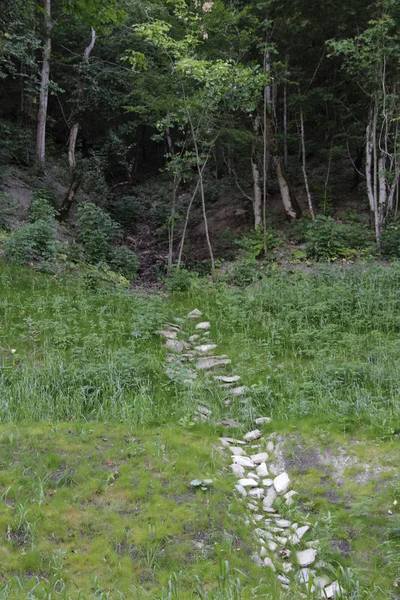 Caminho nas florestas forrado com pedras entre grama verde — Fotografia de Stock