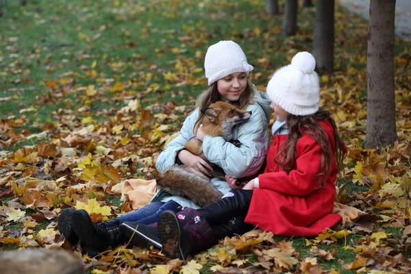 Meisjes Lopen Met Een Rode Vos Het Park — Stockfoto