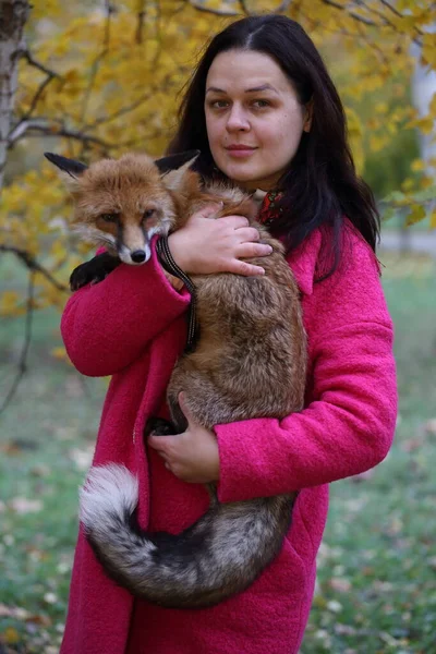 Fox Armen Van Het Meisje — Stockfoto