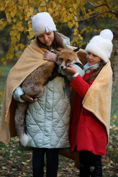 Girls Stroking Red Fox Park — Stock Photo, Image