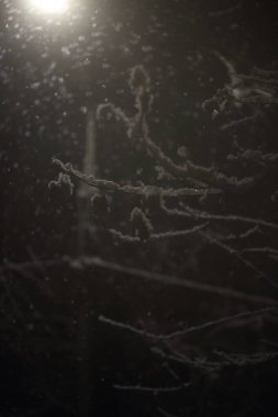 Geceleri bir ağacın dallarında kar, bir fenerin ışığında.